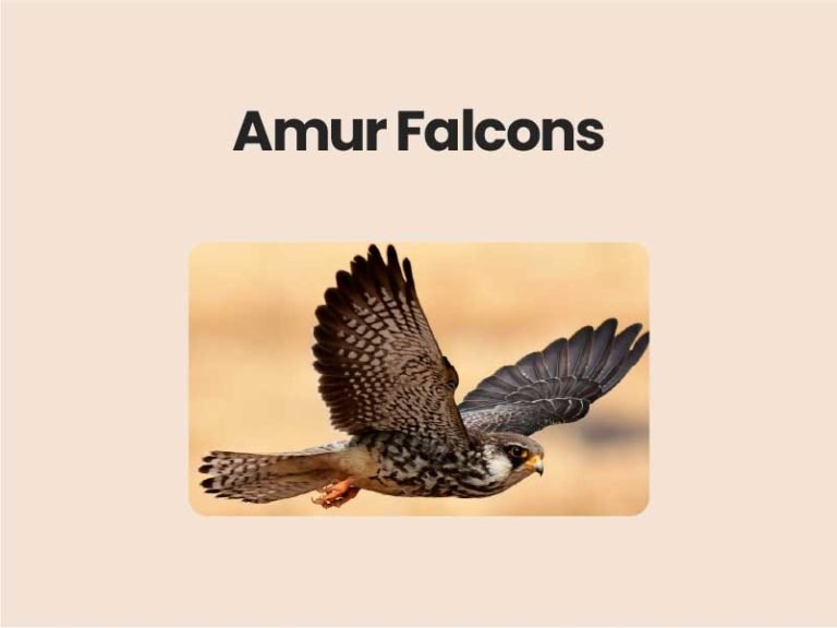 Amur Falcons