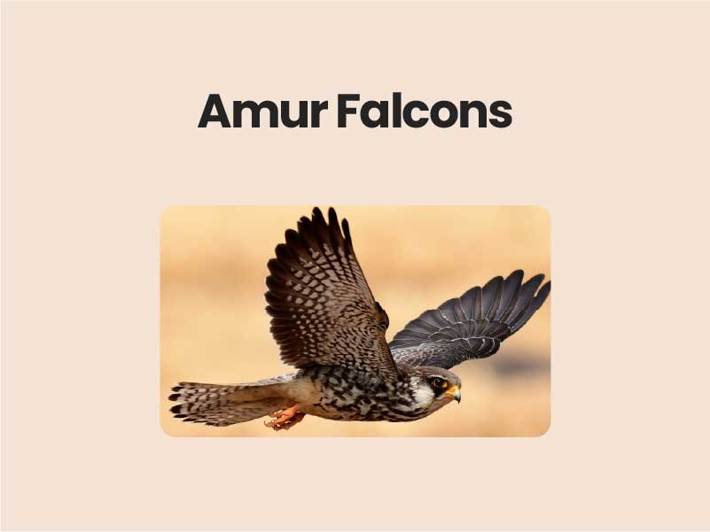 Amur Falcons