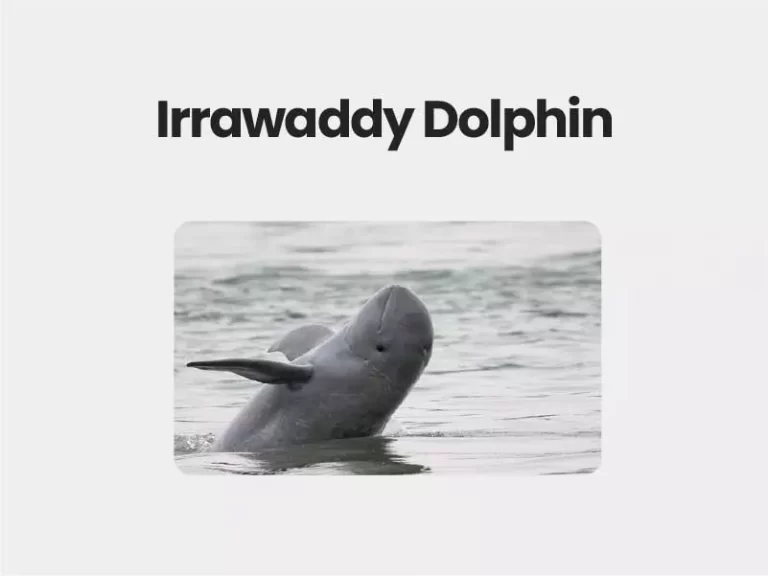 Irrawaddy Dolphin