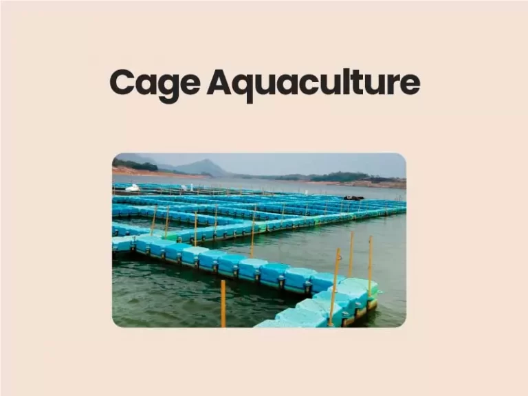 Cage Aquaculture